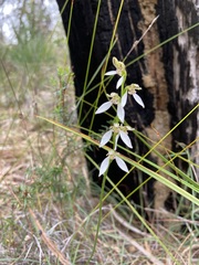 Eriochilus dilatatus