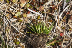 Colobanthus strictus