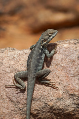 Ctenophorus modestus