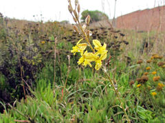 Bulbine filifolia