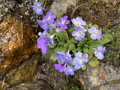 Primula gracilipes