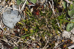 Colobanthus strictus