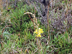 Bulbine filifolia