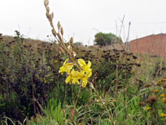 Bulbine filifolia