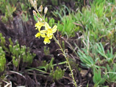 Bulbine filifolia