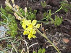 Bulbine filifolia