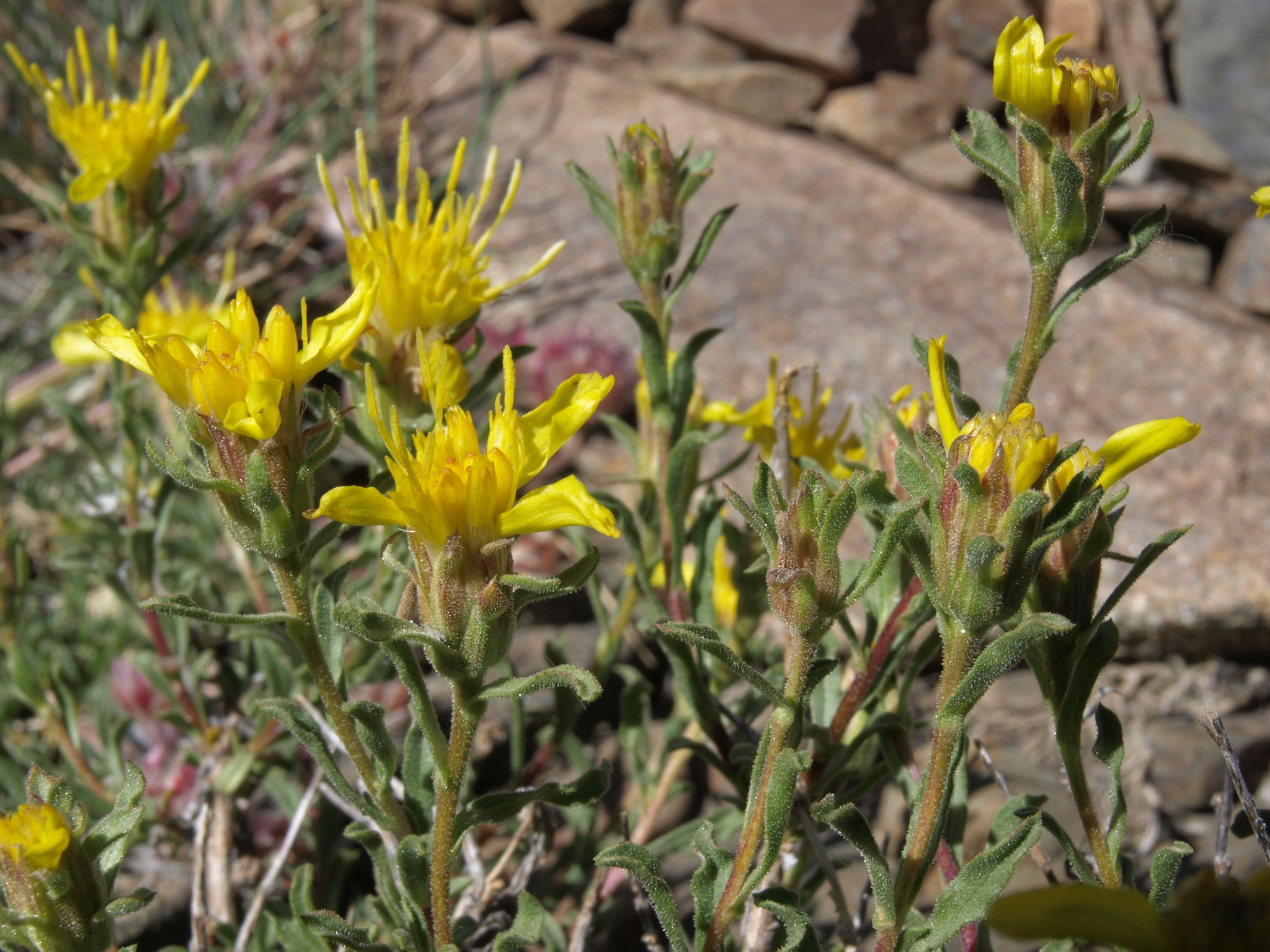 Ericameria suffruticosa