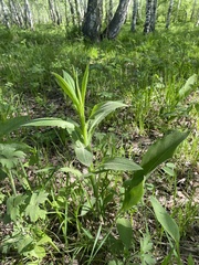Saussurea parviflora
