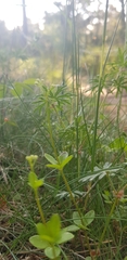 Galium rotundifolium