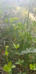 Galium rotundifolium