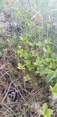 Galium rotundifolium