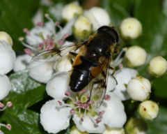 Eristalis horticola