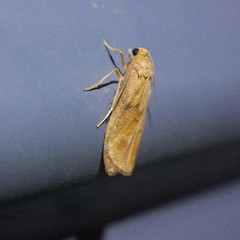 Lambula pristina