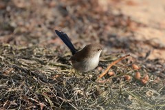 Malurus cyaneus cyanochlamys