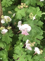 Geranium