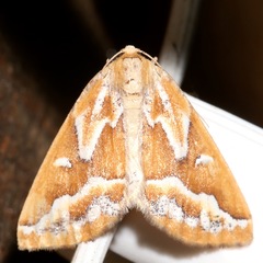 Caripeta angustiorata