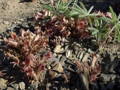Aphyllon corymbosum