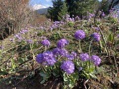 Primula denticulata