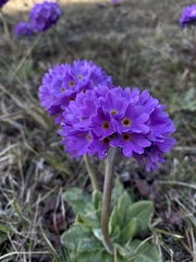 Primula denticulata