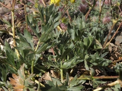 Potentilla amicarum