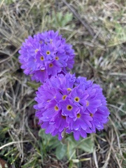 Primula denticulata