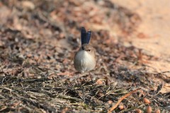 Malurus cyaneus cyanochlamys