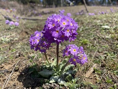 Primula denticulata