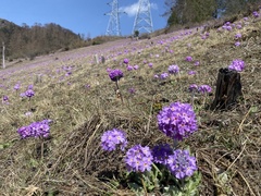 Primula denticulata