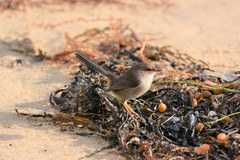 Malurus cyaneus cyanochlamys