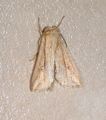 Mythimna decisissima