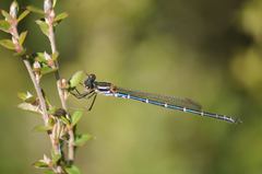 Austrolestes psyche