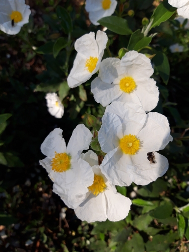 Cistus laurifolius (Cistus laurifolius)