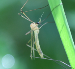 Limonia phragmitidis