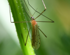 Limonia phragmitidis