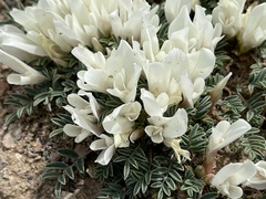 Astragalus brevifolius
