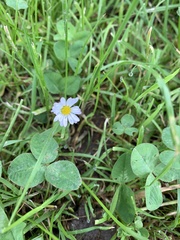Bellis perennis