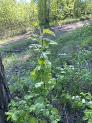 Crataegus maximowiczii