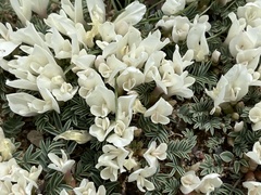 Astragalus brevifolius