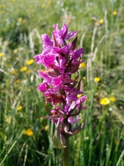 Dactylorhiza majalis