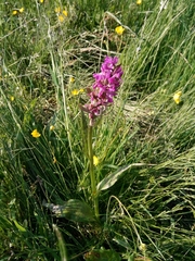 Dactylorhiza majalis
