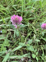 Trifolium pratense