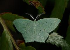 Maxates centrophylla