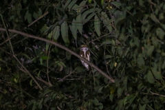 Glaucidium griseiceps
