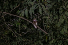 Glaucidium griseiceps