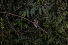 Glaucidium griseiceps
