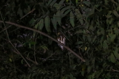 Glaucidium griseiceps