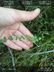 Tremandra diffusa