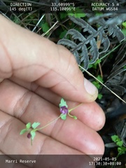 Tremandra diffusa