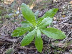 Senecio ilicifolius
