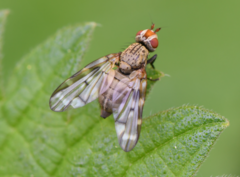 Otites guttata